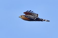 _ROY4942_00001.jpg