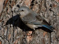 Bluebird.jpg