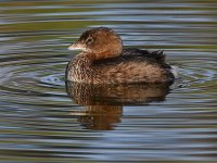 Grebe2.jpg
