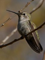 Hummer3.jpg