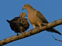 Dove4.jpg
