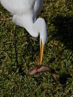Egret2.jpg