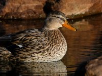 Mallard3.jpg