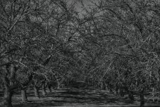 2020-12-29_14-16-40-B&W-s.jpg
