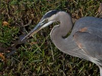 BlueHeron2.jpg