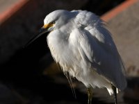 Egret.jpg