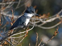 Kingfisher.jpg