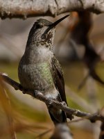 Hummer3.jpg