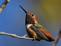 Hummer6.jpg