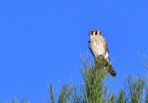 _ROY5067_00001.jpg