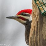 20210109-RD5_5585-Pileated Woodpecker.jpg