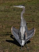 BlueHeron5.jpg