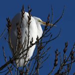 Egret.jpg