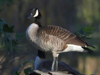 Goose.jpg
