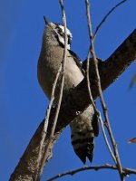 Woodpecker.jpg