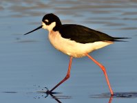 _ROY5415_00001.jpg