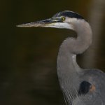BlueHeron2.jpg