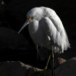 Egret.jpg