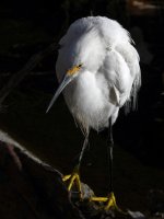 Egret3.jpg