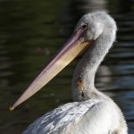 Pelican2.jpg