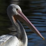 Pelican7.jpg