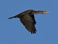 Cormorant.jpg