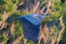 GBH In Flight-1.jpg