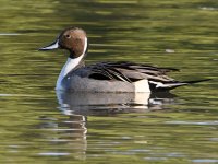 Pintail3.jpg
