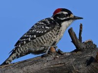 Woodpecker2.jpg
