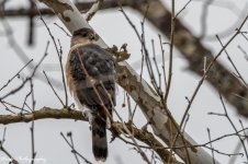 20210110Muscatatuck National Wildlife Refuge-RD5_5694-Sharp Shinned Hawk.jpg