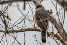 20210110Muscatatuck National Wildlife Refuge-RD5_5695-Sharp Shinned Hawk.jpg