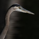 BlueHeron.jpg
