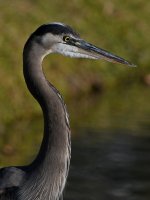 BlueHeron2.jpg