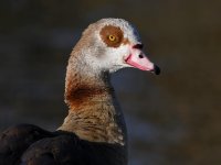 Goose4.jpg