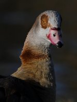 Goose5.jpg
