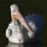 Pelican4.jpg