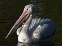 Pelican7.jpg