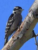 Woodpecker5.jpg