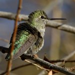 Hummer7.jpg
