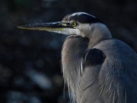 BlueHeron3.jpg