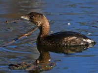 Grebe3.jpg