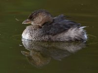 Grebe.jpg