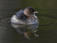 Grebe4.jpg