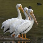 Pelican.jpg