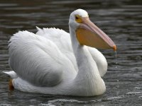 Pelican6.jpg