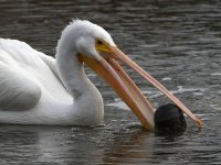 Pelican8.jpg