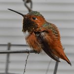 Hummer19.jpg
