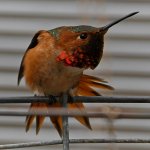Hummer16.jpg