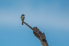 Phoebe on Bird-1.jpg