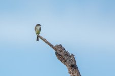 Phoebe on Bird-2.jpg